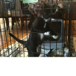 Kitty clans army