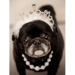 The Puggy's FAN GROUP!!