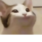 CAT IS SO SUS