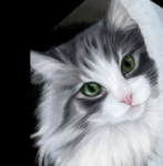 Mogekos