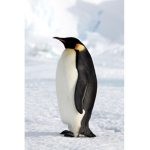 Planet Penguin