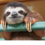 The Turbo Sloths
