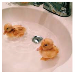 ducks at the pond