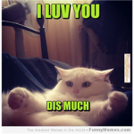 Meme Cats
