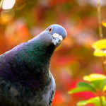 CORRDs