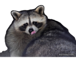 RaccoonHQ