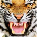 The Carnivores