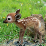 ~Animal Safari~