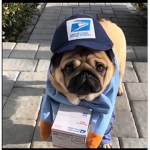 Pugs are the best !!!