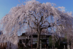 Rush's Tree
