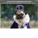 THE PUG PEOPLE XDXDXD :D