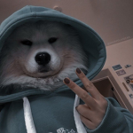 Domy fan ʕ•ᴥ•ʔ