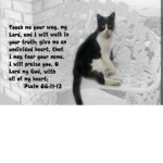 Beloved for the cats