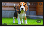 The dog_family