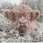 Cow Crew :3