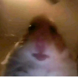 Hamsters Club