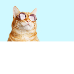 The Cool Fat Cats