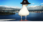 The Scurvy Seagulls
