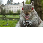 Squirrel Hate Cult