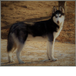 hy im max