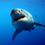 Shark Squad ROBLOX