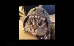 CAT GANG 55#@