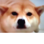 Doge empire of Tycon