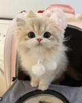 Meowcats group
