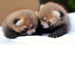 RedPandaPlayz Nation's Meeting Place