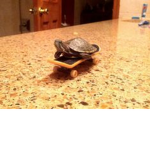 Turtles in Grey