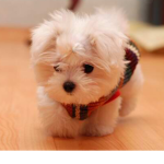 Puppy club for VIPs