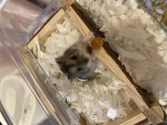 HamsterHangoutFriends