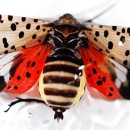 Lantern Fly Killing Simulator icon