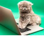 Cat avatars only