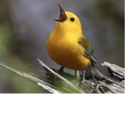 Bird Party! icon