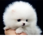 이근대위