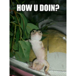 Gangsta gecko