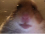 The official group of staring hamster