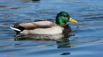 Duck group very duck