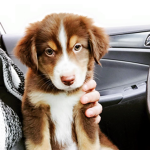 Puppy Love Army!