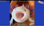 Axolotl Access