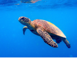 TURTLE CASLE CLUB