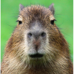 survive CAPYBARA