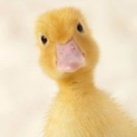 TEAM DUCK CULT