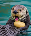 Potatoes And Otters Don't Go Together