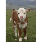 Cows united c: