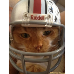 Cats are cute army