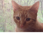 The robux kitty group