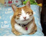 Cat is Beautiful GOD