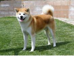 Akita Inu Squad